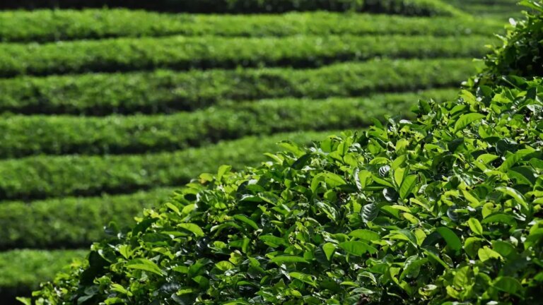 Upcountry buyers lift tea sales in Coonoor auctions