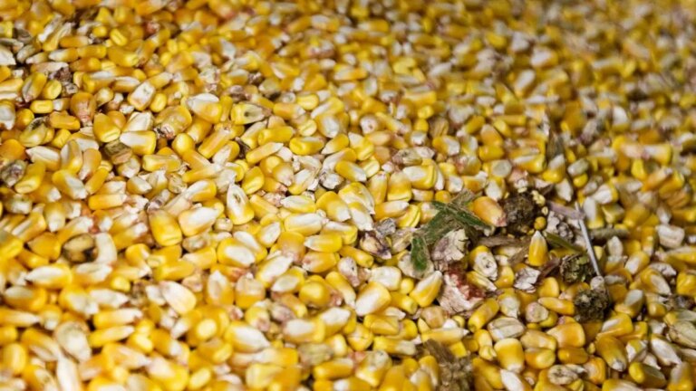 Corn prices likely to rise on tight global supplies